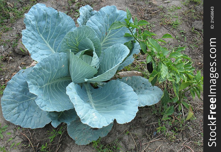 Cabbage in the garden in the summer ripening period