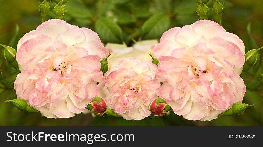 Soft Pink Rose Flowers In Spring