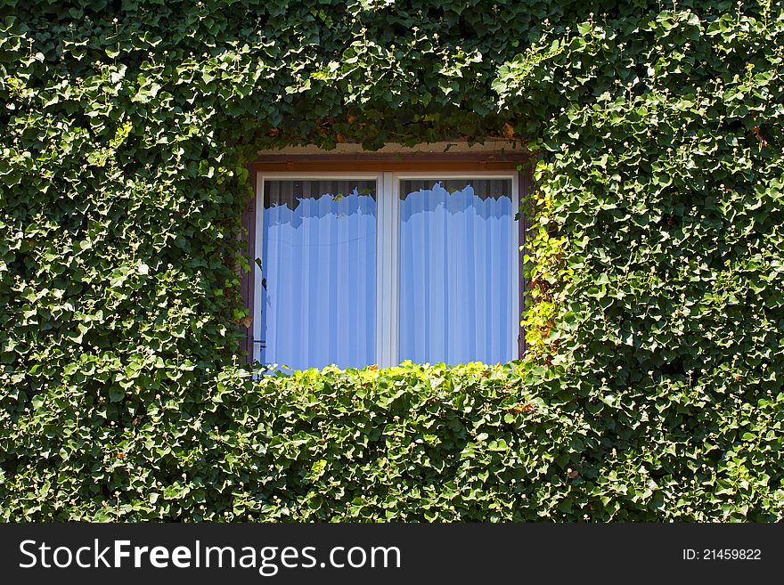 Small window surounded by green plant.