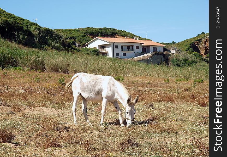 Donkey in the meadow-Portugal