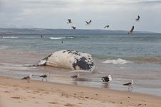 Beached Whale Stock Images Beached Whale Stock Images