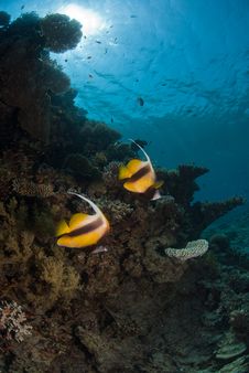 Moorish Idol Royalty Free Stock Photo Moorish Idol Royalty Free Stock Photo
