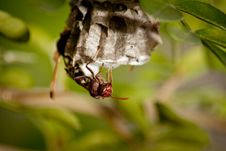 Hornet Nest Stock Images