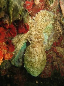 Octopus Stock Photography Octopus Stock Photography