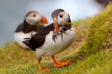 Atlantic Puffin Returning From Fishing Trip Royalty Free Stock Images Atlantic Puffin Returning From Fishing Trip Royalty Free Stock Images
