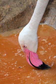Flamingo Stock Images Flamingo Stock Images