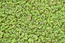 Duckweed Royalty Free Stock Image Duckweed Royalty Free Stock Image