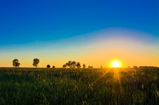 Wheat Field At Sunset. Stock Images