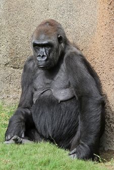 Gorilla Royalty Free Stock Image