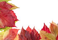 Autumn Leaves Over White Royalty Free Stock Photography Autumn Leaves Over White Royalty Free Stock Photography