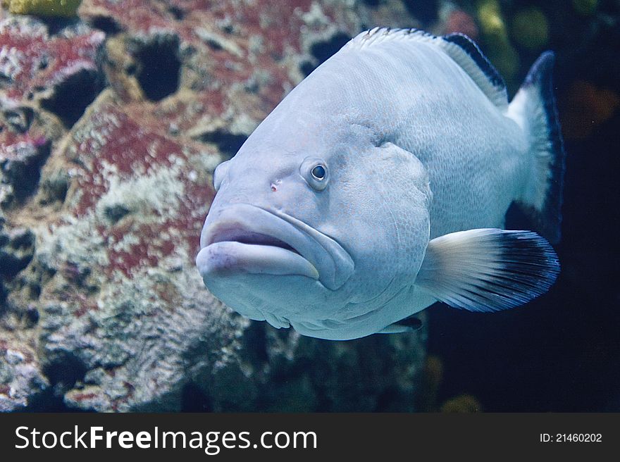 Blue Fish, Rotterdam Zoo