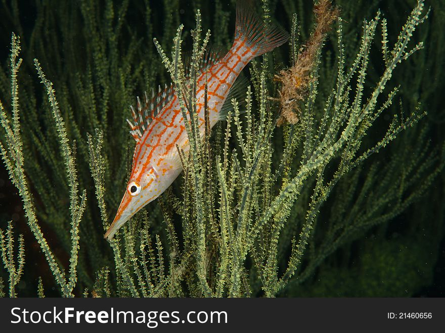 A close up on a longnose hawkfish between seagrass, Kwazulu Natal, South Africa