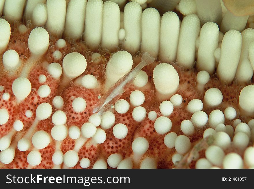 A fleshy soror shrimp on a anemone, Aliwal Shoal, South Africa