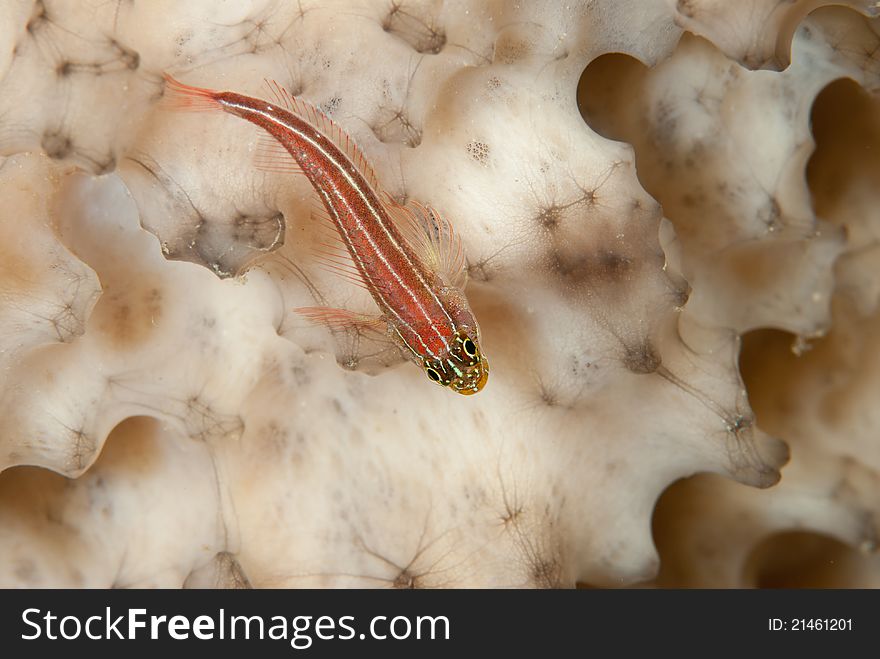 A close up on a many-host goby, Bangka, Indonesia