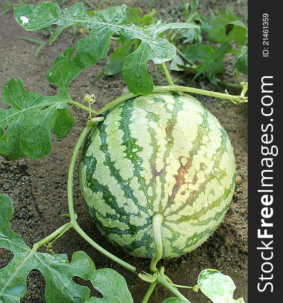 Watermelon In A Field