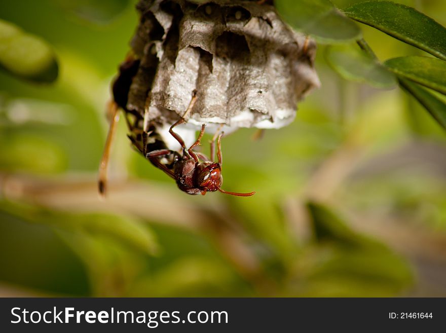 Hornets work on building nest. Hornets work on building nest.