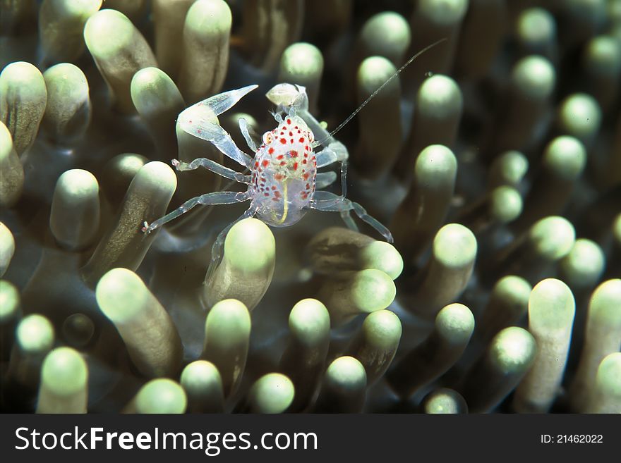 A close up on a pinhead crab inbetween anemone tentacles, Kwazulu Natal, South Africa