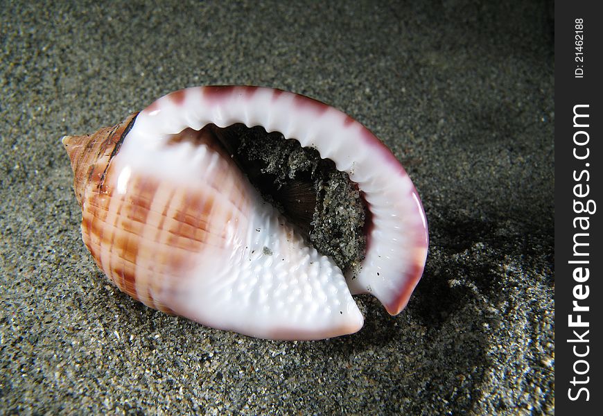 Living Shell on the sand. Shotted underwater in the wild, nighttime. Living Shell on the sand. Shotted underwater in the wild, nighttime.