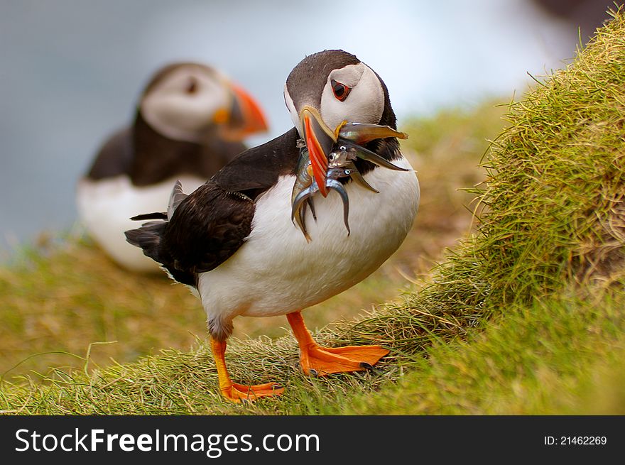Adult Puffin on Mykines, Faroe Islands, returning to his nest with mouthful of sandeels for the chick. Adult Puffin on Mykines, Faroe Islands, returning to his nest with mouthful of sandeels for the chick.