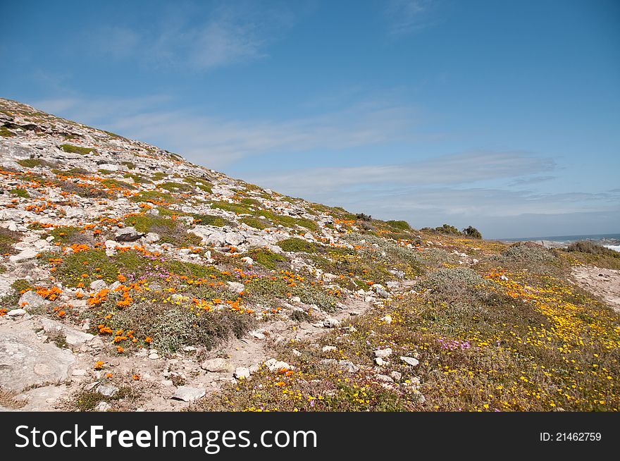 Colorful flowers growing along a trail on a hill, Western Cape, South Africa. Colorful flowers growing along a trail on a hill, Western Cape, South Africa