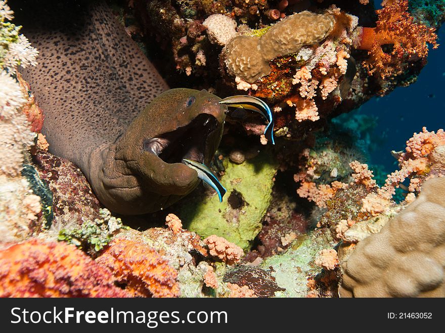 A close up on a moray eel with it's mouth open, Red sea, Egypt. A close up on a moray eel with it's mouth open, Red sea, Egypt