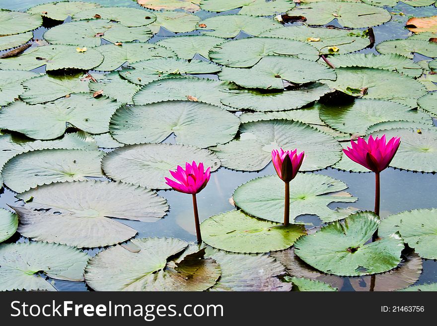 A pink water lily