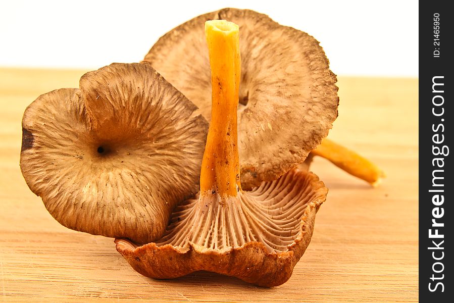 Fresh funnel chanterelle. Close up on white background