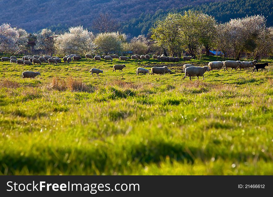 Green pasture sheep