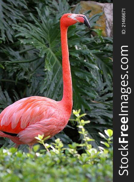 Pink Flamingo Profile Portrait Against Green Plants