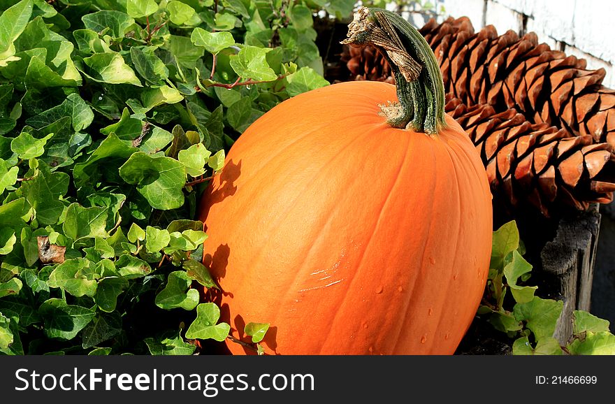 An orange pumpkin sitting in green ivy plant with 2 pinecones in the background. An orange pumpkin sitting in green ivy plant with 2 pinecones in the background