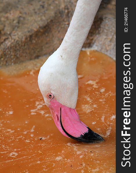 Pink Flamingo Close Up Profile Portrait Feeding In Rust Colored Pool