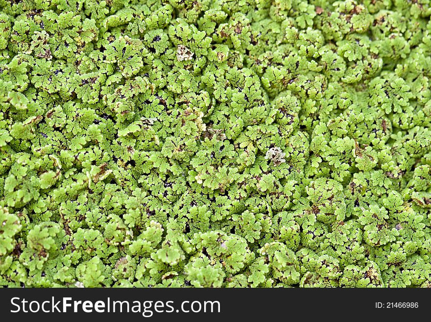 Exotic green duckweed in the background