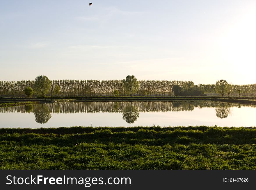 Trees reflected in a pond. Trees reflected in a pond