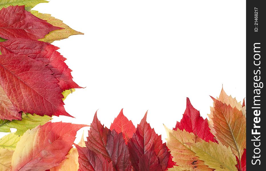 Autumn leaves over white background