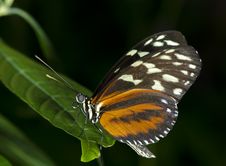 Tiger Longwing Butterfly Royalty Free Stock Photography Tiger Longwing Butterfly Royalty Free Stock Photography