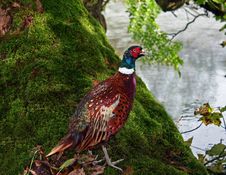 Pheasant By The River Royalty Free Stock Image