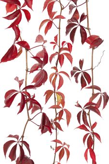 Boston Ivy Stock Images Boston Ivy Stock Images