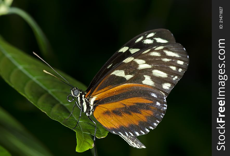 A Tiger Longwing Butterfly (Heliconius hecale) of the Nymphalidae family, ranging in Central and South America.