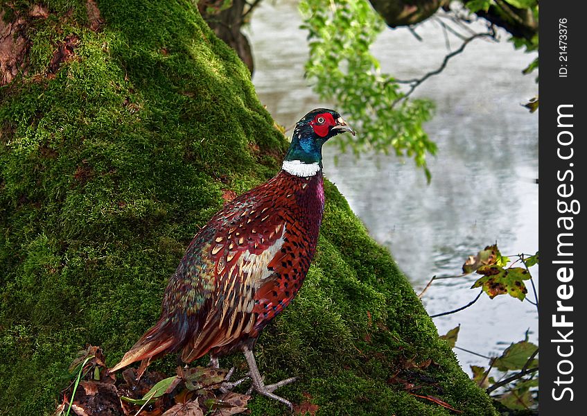 Pheasant By The River