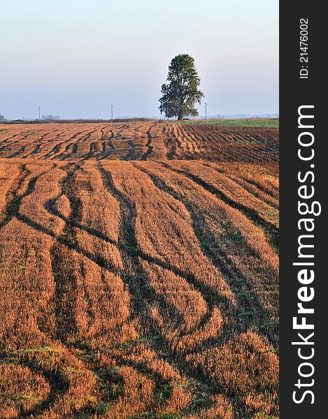 Autumn field and lonely tree, morning