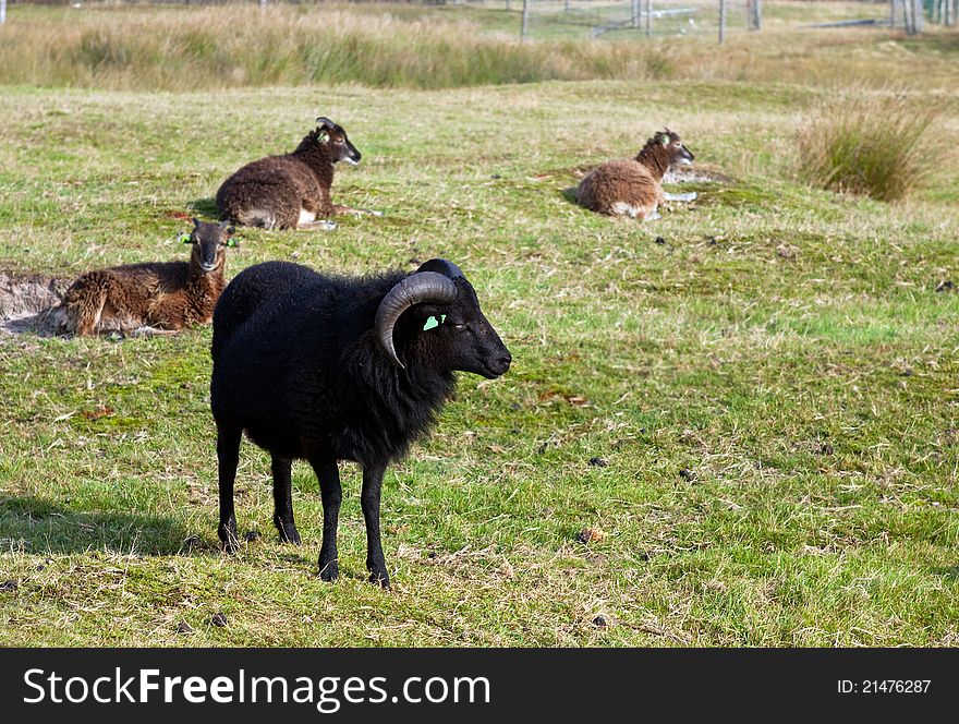 Dark sheeps on the pasture outdoors. Dark sheeps on the pasture outdoors