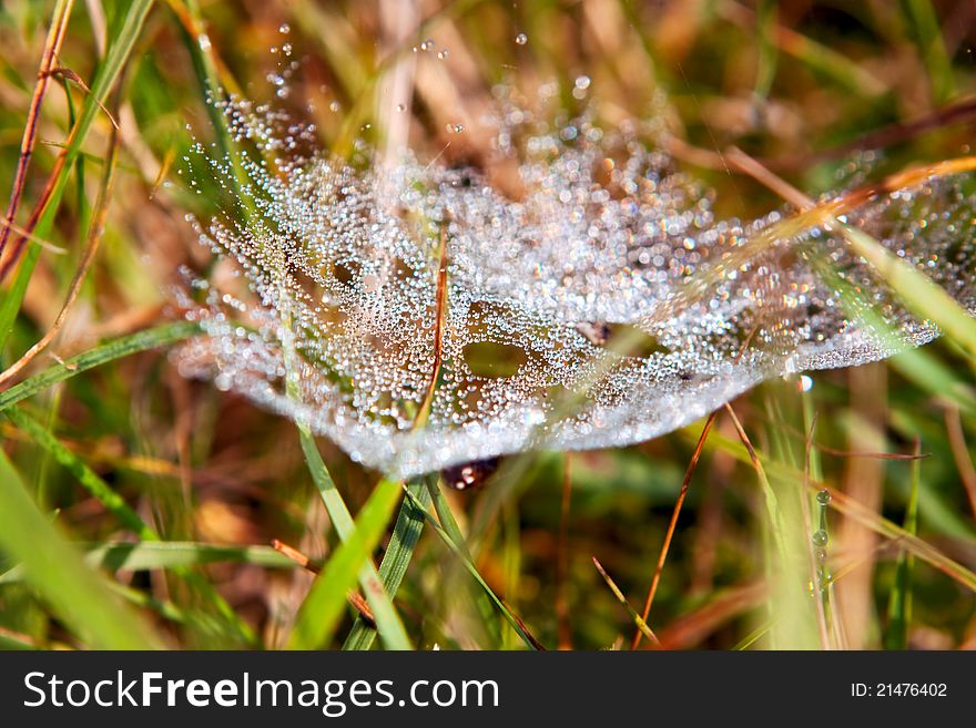 Spider's web with raindrops close up