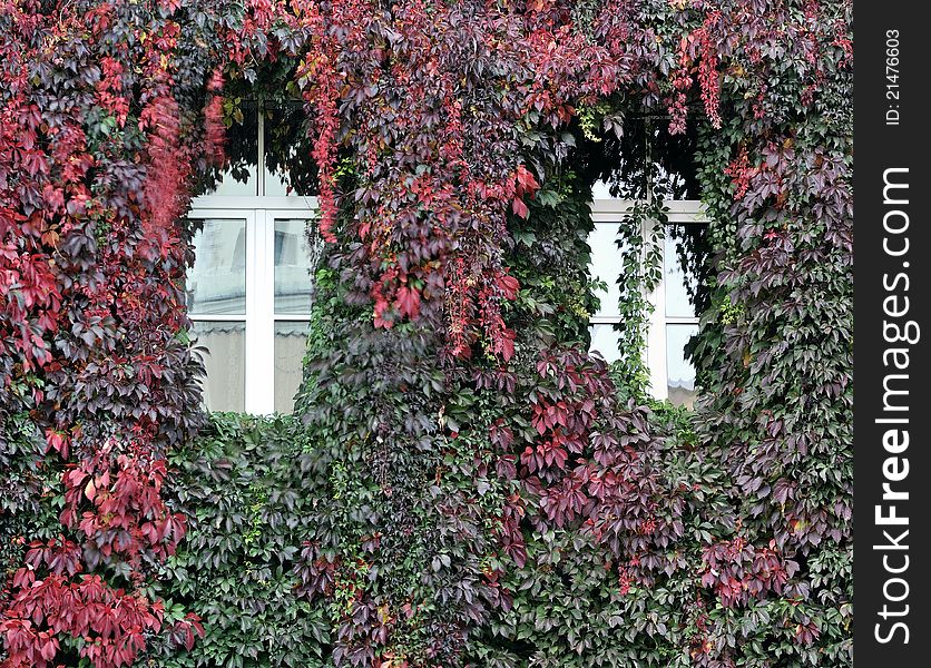House wall, twined wild grapes, autumn colors.