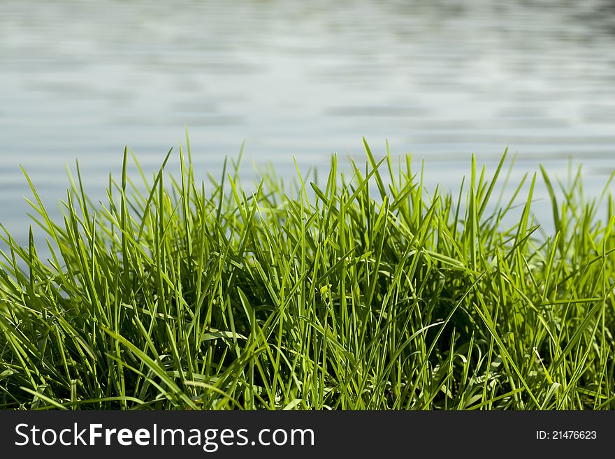 Spring green grass and water as background