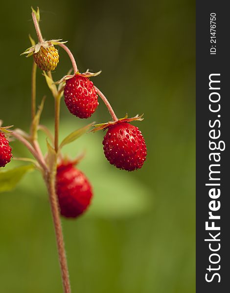 Red and unripe wild strawberry on bush