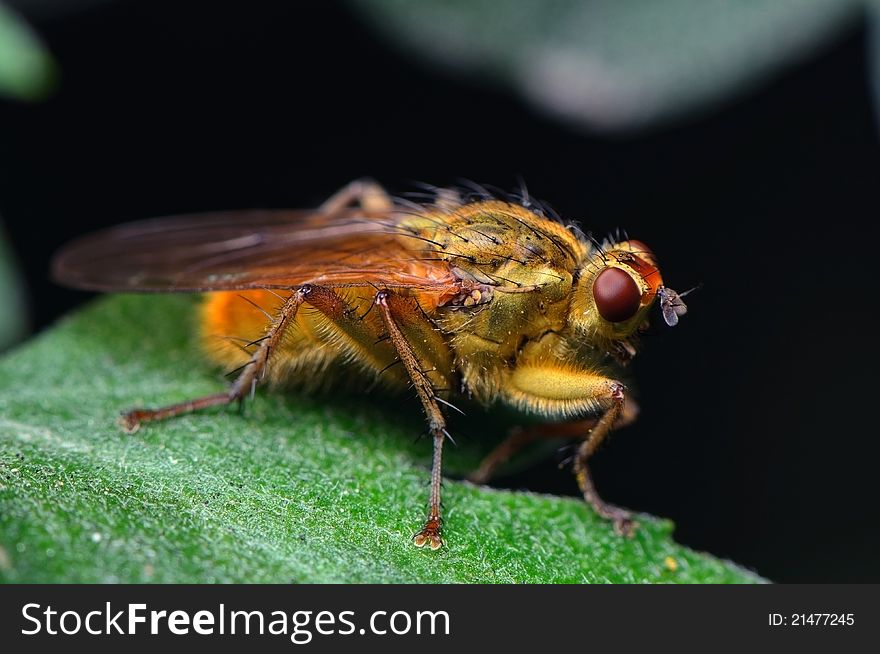 Motley Fly resting on a leaf