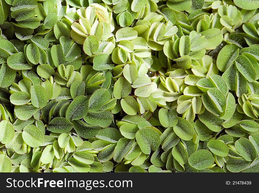 Exotic green duckweed in the background