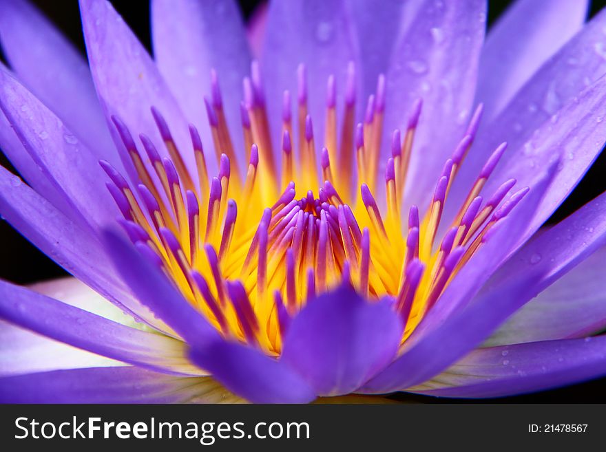 Close up of violet water lily