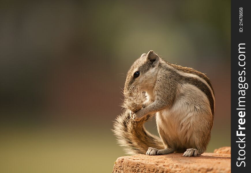 Small chipmunk cleaning himself on a brick wall