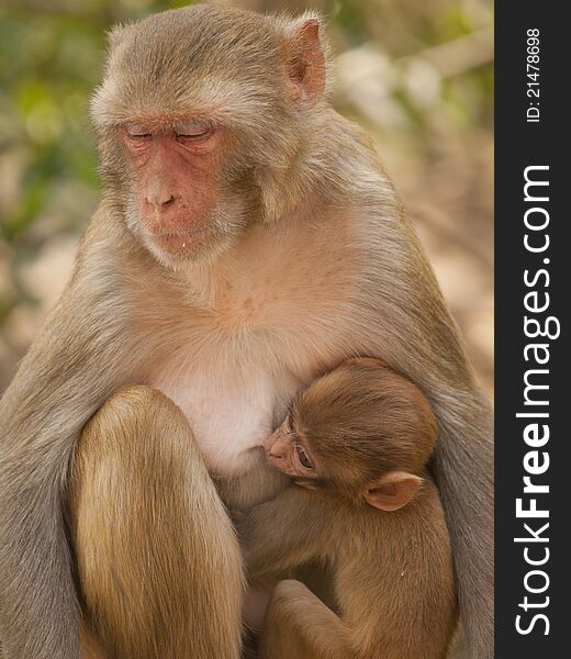 Macaque Feeding Her Baby